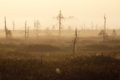 Силуэты туманного утра