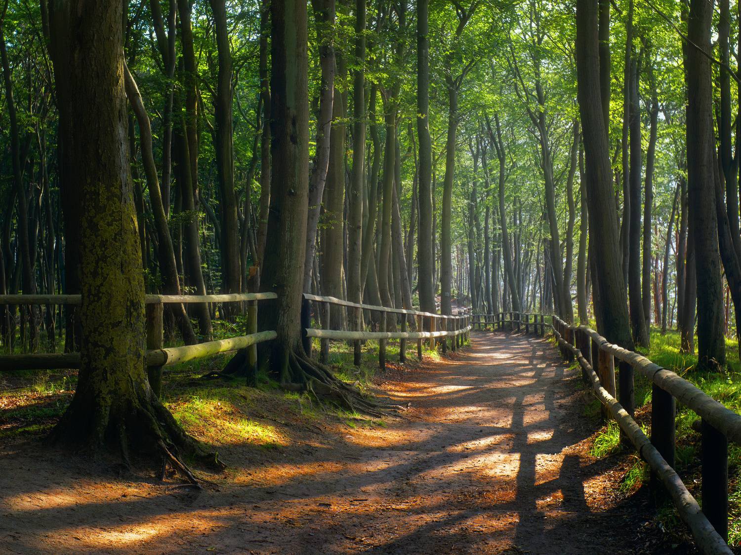forest, light, path, evening, landscape, Виктор Тулбанов