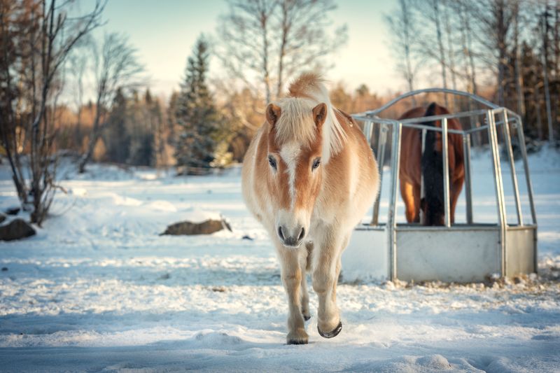 horse, Sweden, winter, pony, snow, light Winter swedish horse фото превью