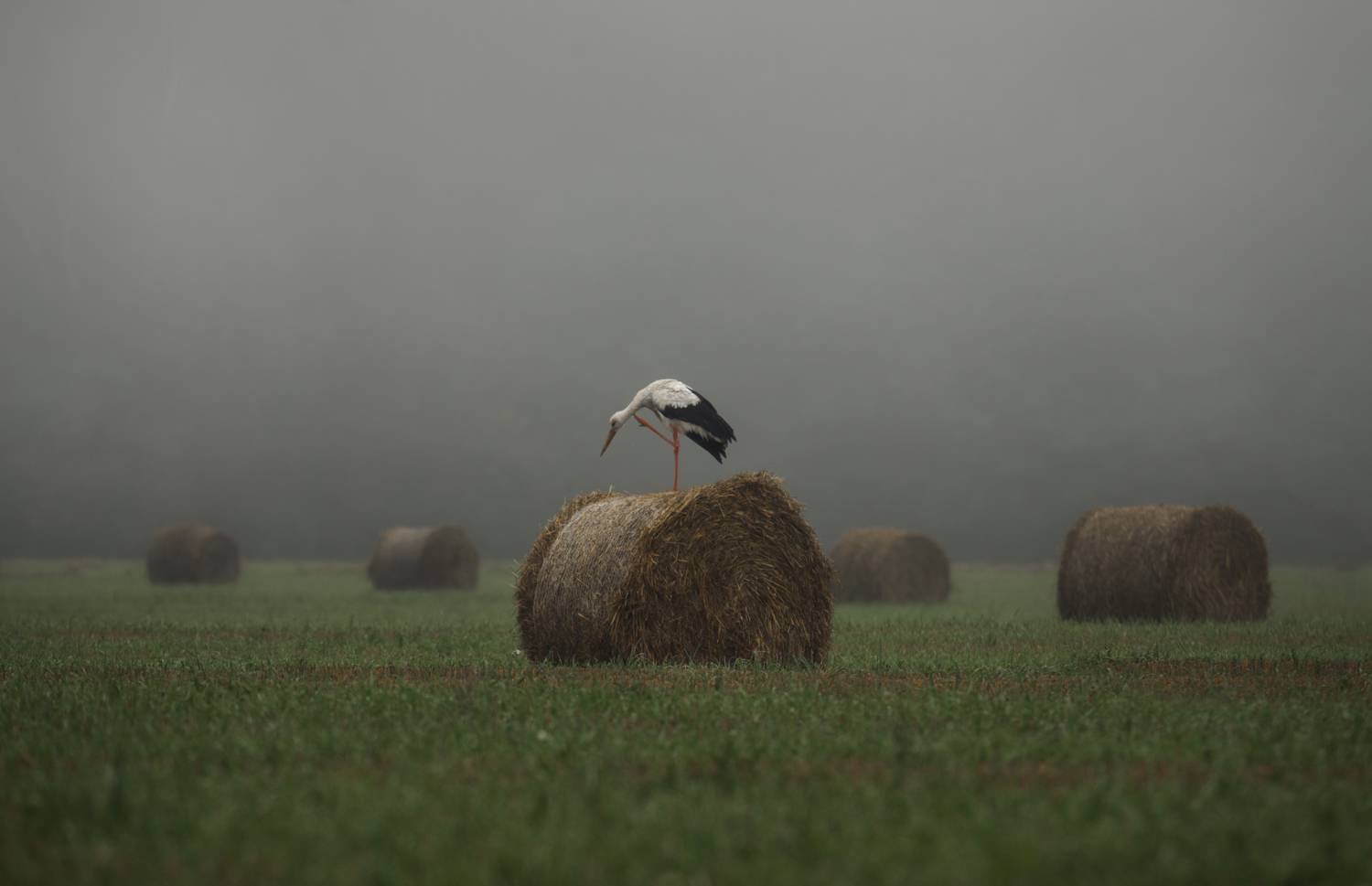 #лес #свет #утро #природа #аист #туман, Баранов Олег