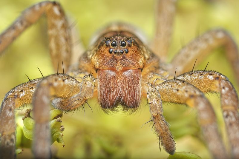A spider with fluffy eyebrows фото превью
