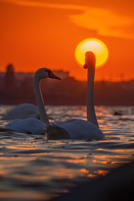Лебединый закат фото превью