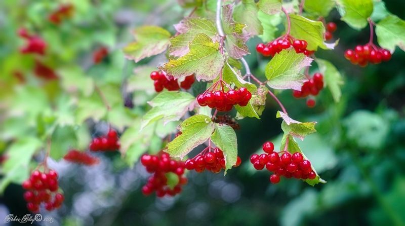 *** фото превью