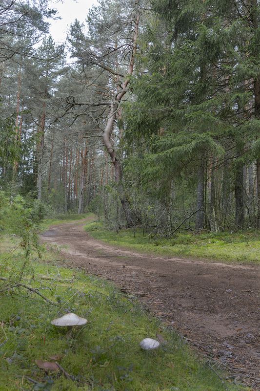 по лесным дорогам фото превью