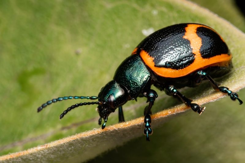Milkweed Labidomera фото превью