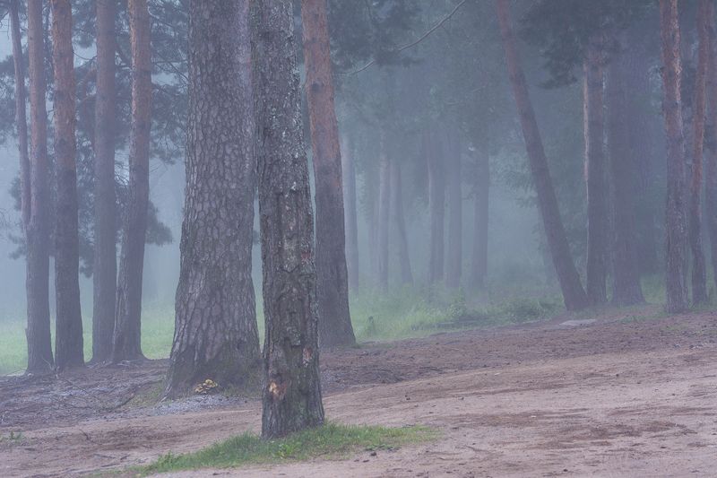 В сосновом бору фото превью