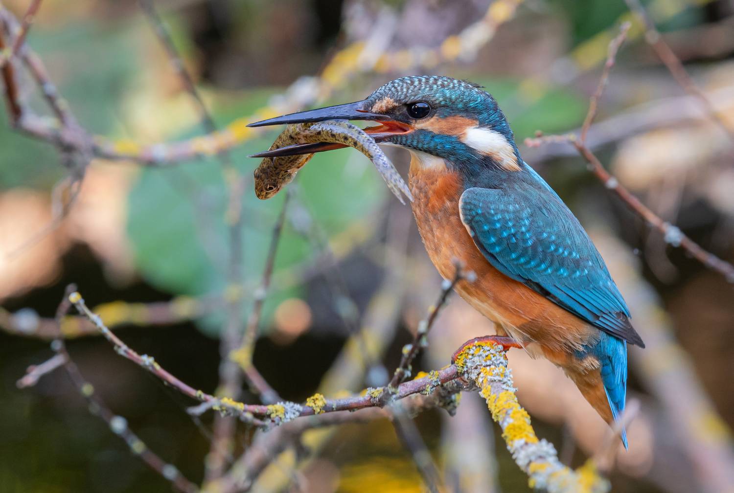 птица, птенцы, зимородок, лето, весна, зима, фотоохота, рыба, рыбалка, Сигушин Руслан