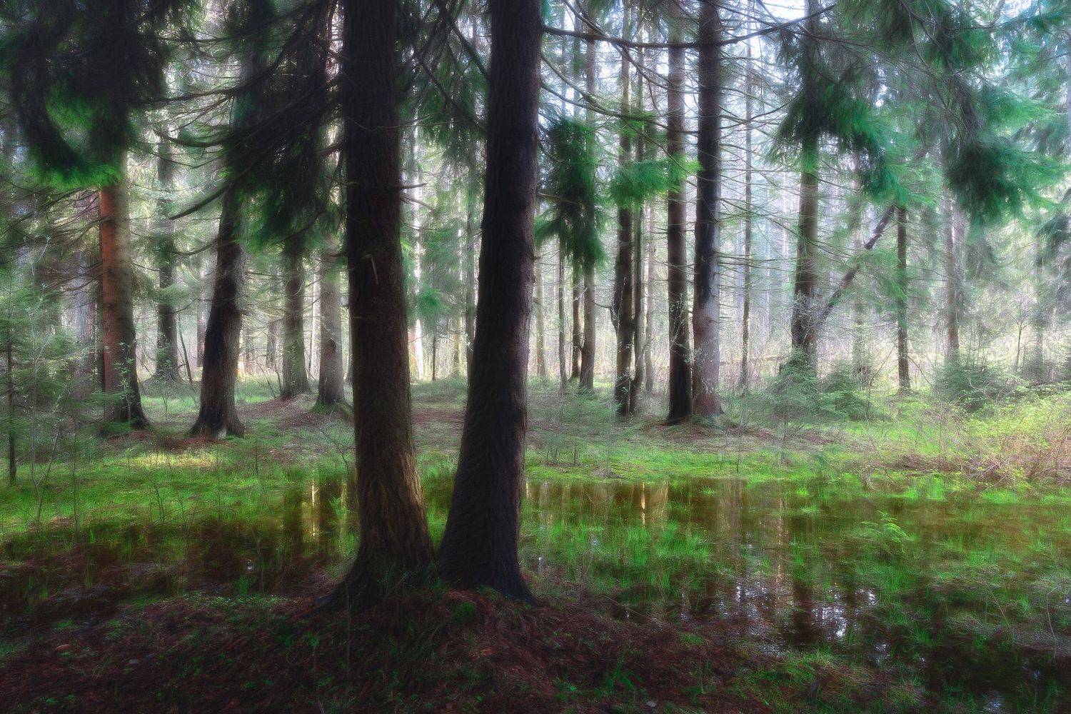 лес, девевья, вода, Валерий Вождаев