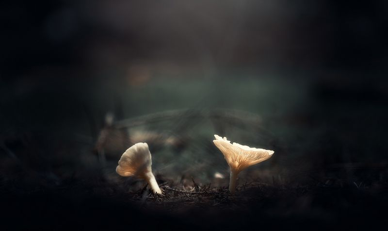 В лес да по грибы... фото превью