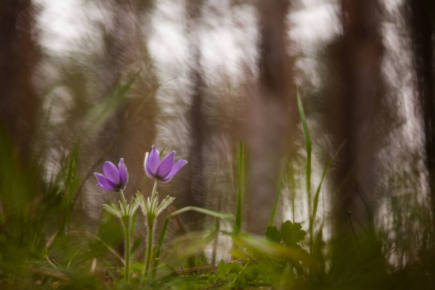 , Викулов Николай
