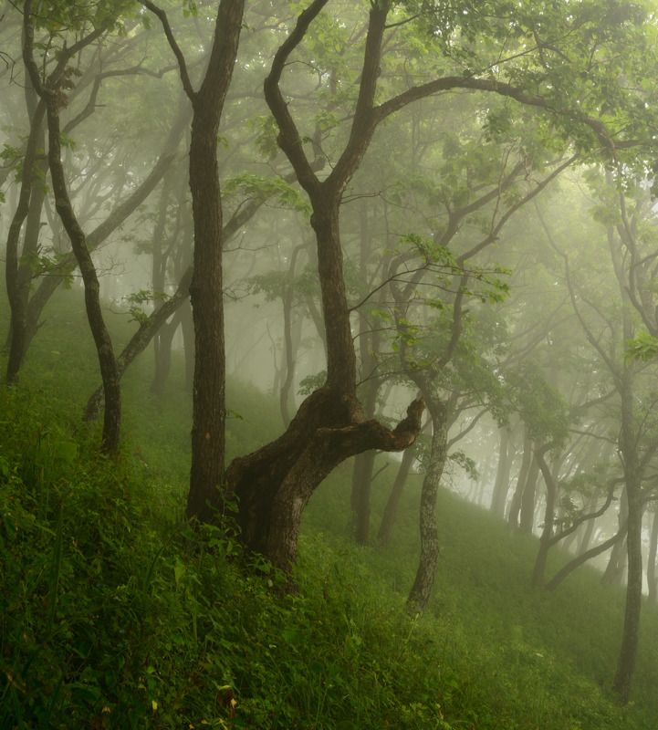 Духи леса. фото превью
