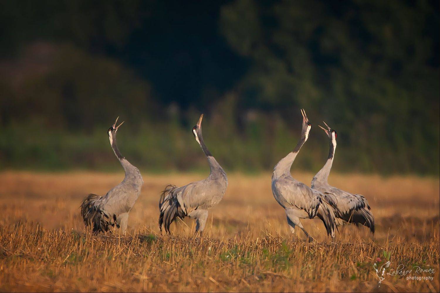 , Лобанов Роман