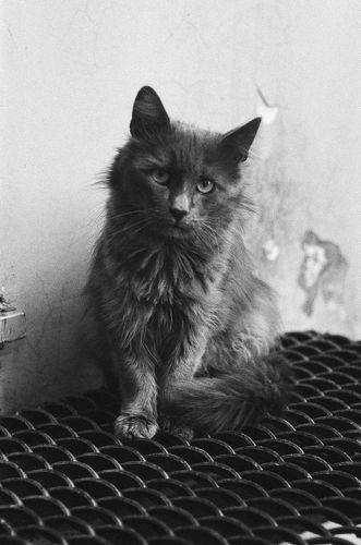 Арбатские коты