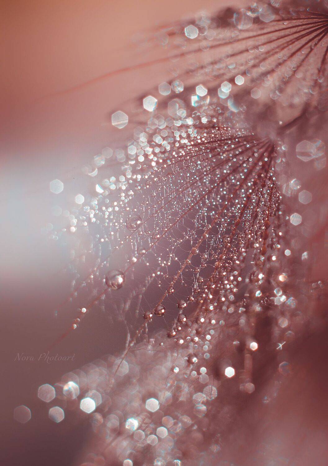 макрофотография, macro, макромир, макросъёмка, фотоприроды, nature, артфото, фотомакро, боке, мануальнаяоптика, макро, макрофото, макросъемка, красота, божьякоровка, капли, Светлана Смирнова