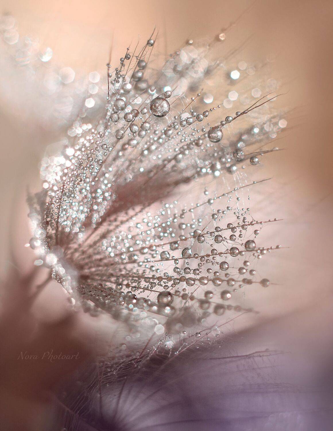 макрофотография, macro, макромир, макросъёмка, фотоприроды, nature, артфото, фотомакро, боке, мануальнаяоптика, макро, макрофото, макросъемка, красота, божьякоровка, капли, Светлана Смирнова