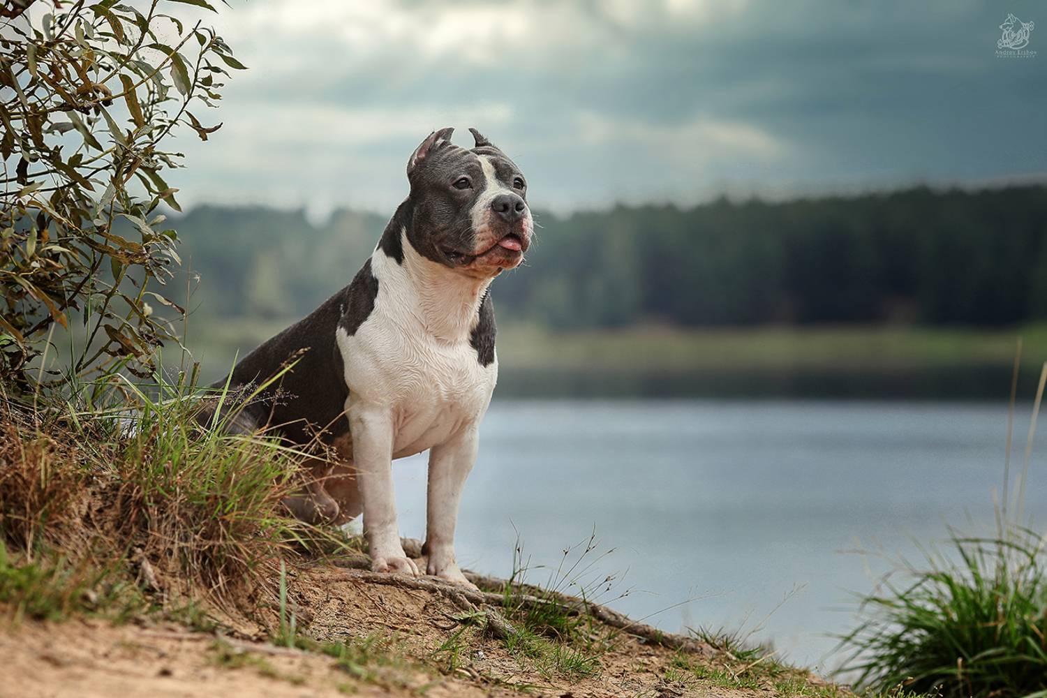 , Андрей Ершов