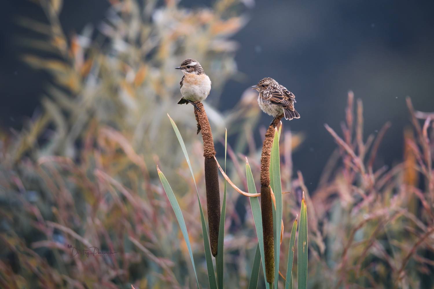 природа, лес, поля, огороды, животные, птицы, макро, Посевич Дмитрий