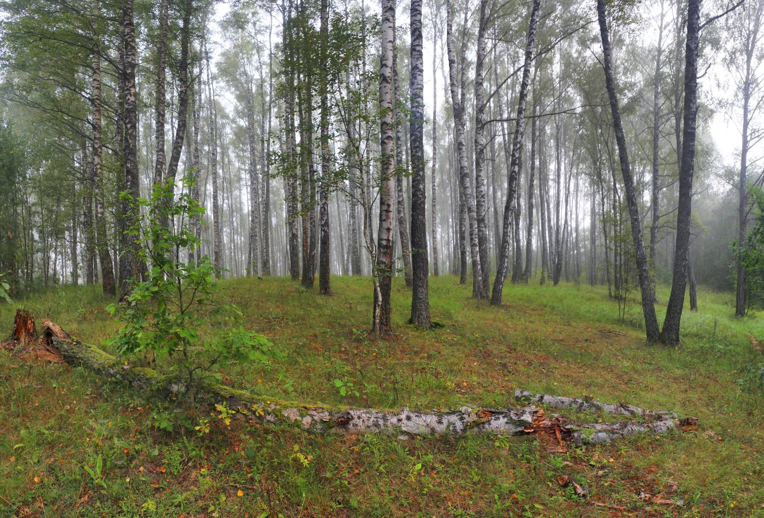 лес, утро, Александр Свистков