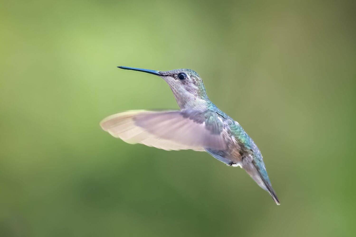 bird, humming, hummingbird, hummingbirds, hummer, rufous, nature, animals, wild, action, dynamic, Atul Saluja