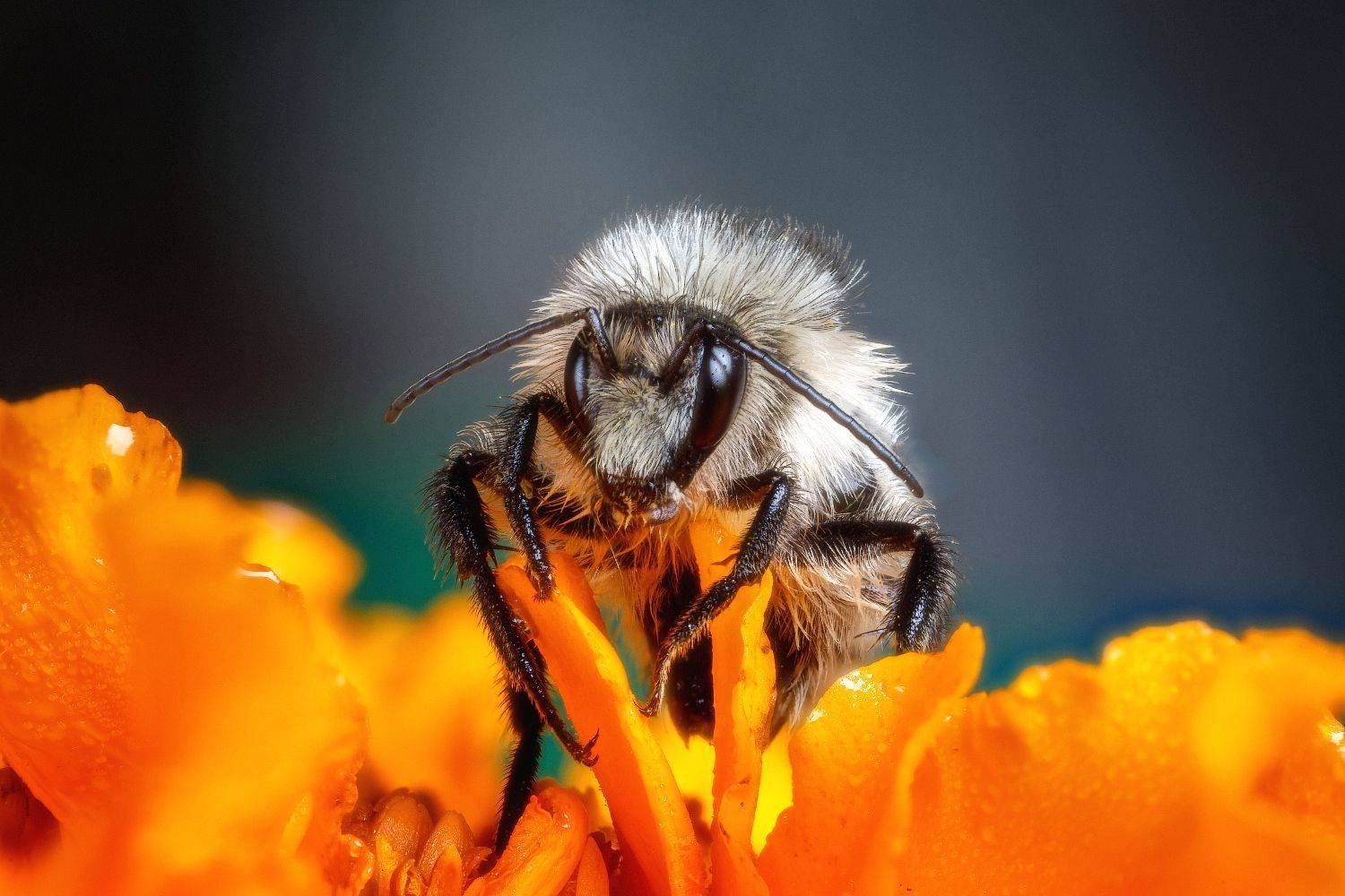 , Владимир Климов