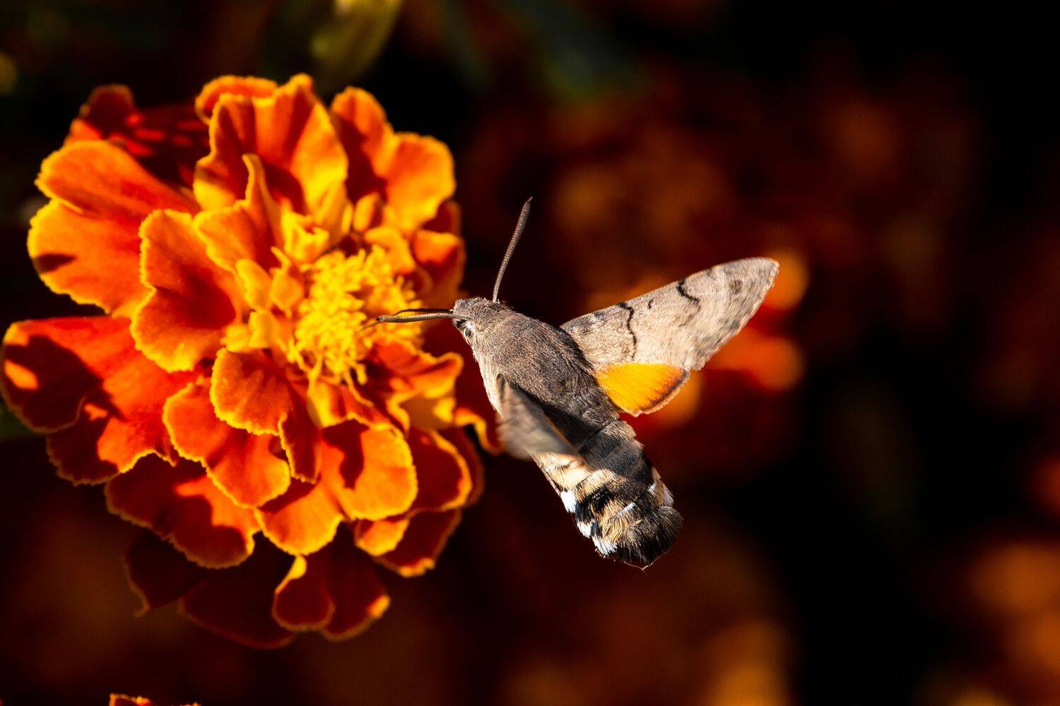 Macroglossum stellatarum, buttefly, volgograd, russia, wildlife, , Сторчилов Павел