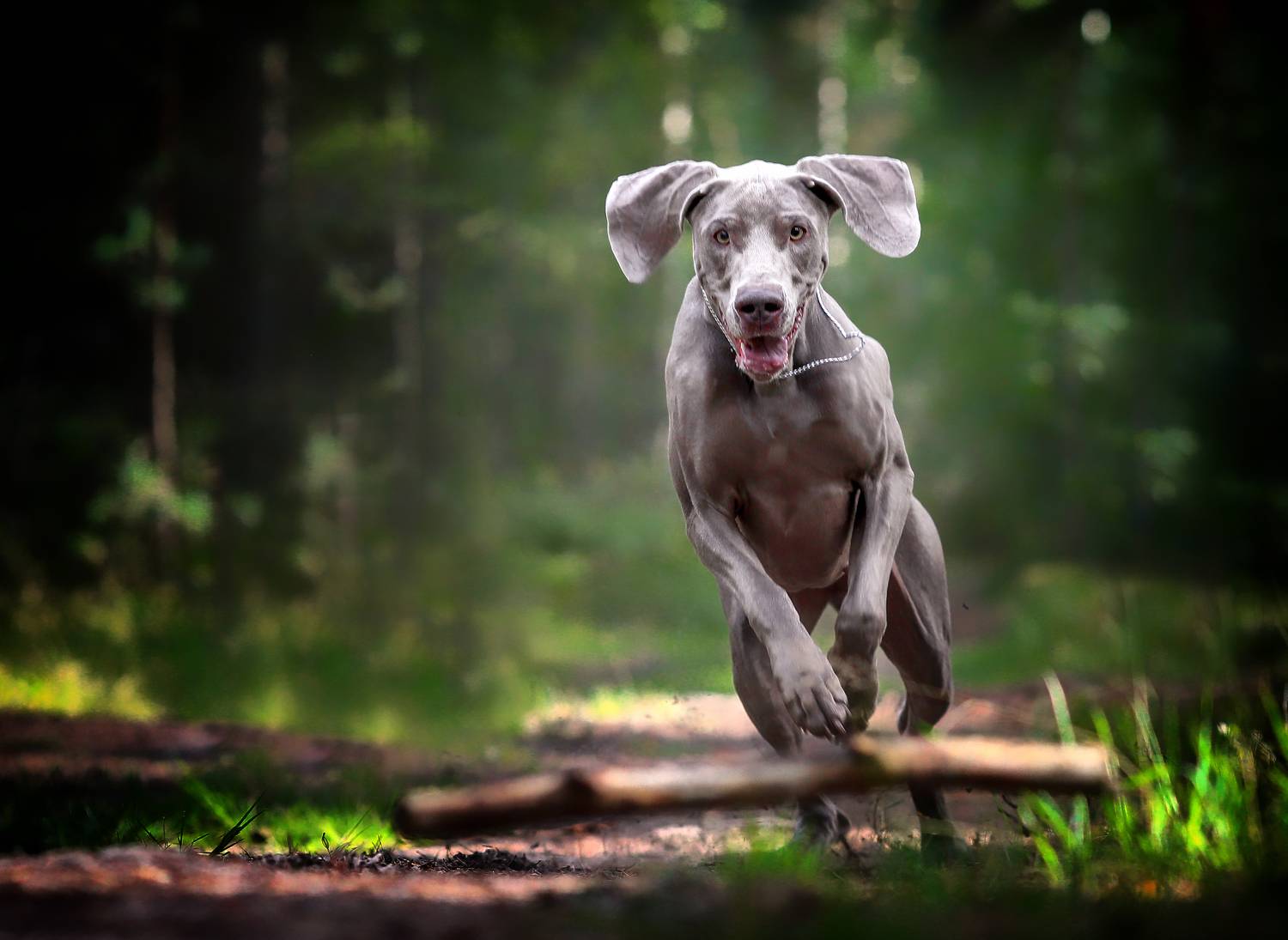 , Андрей Ершов