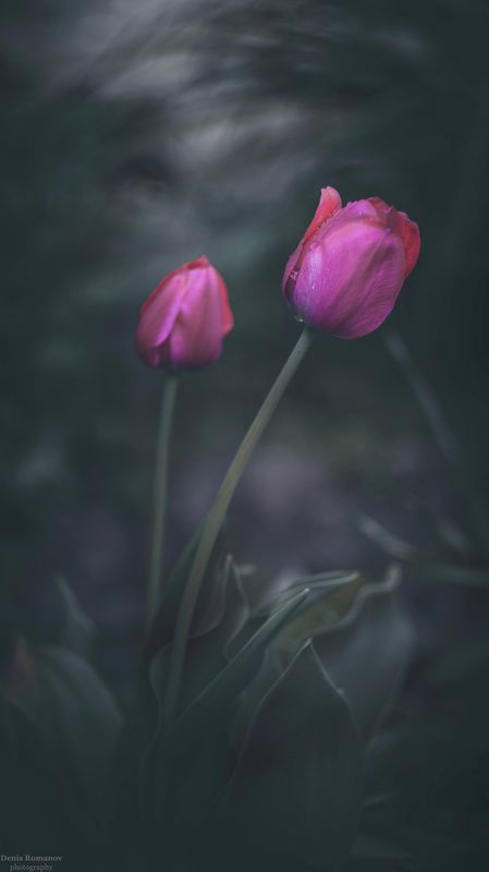 *** фото превью