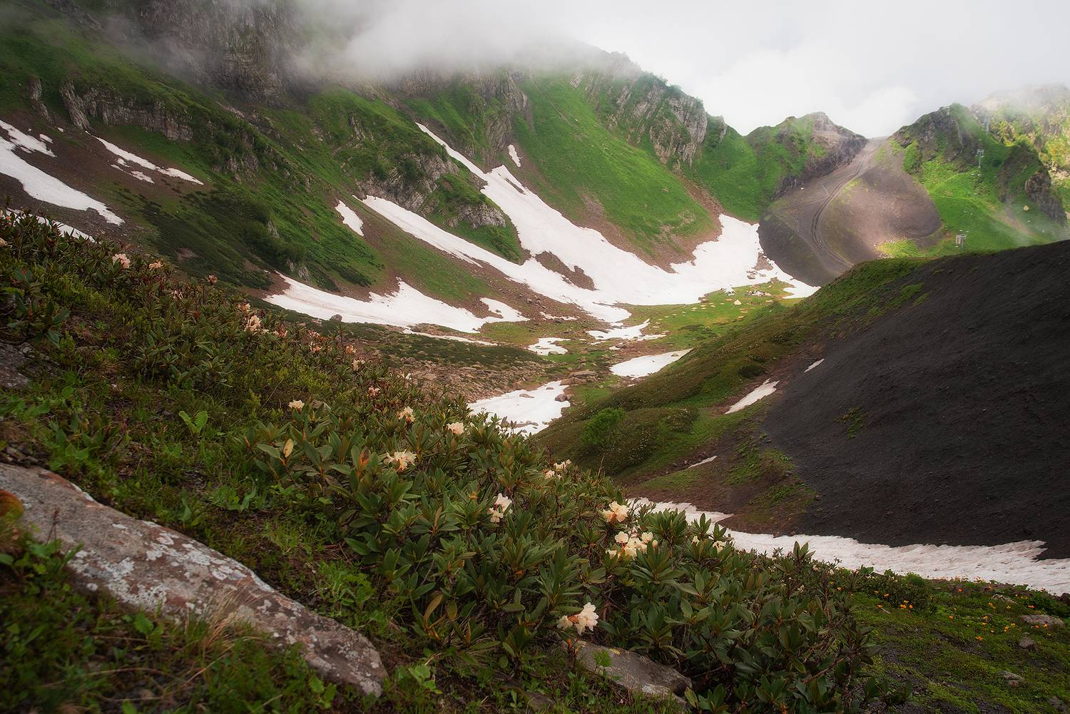 красная поляна, сочи, горы, рододендрон, Чавыкина Анастасия