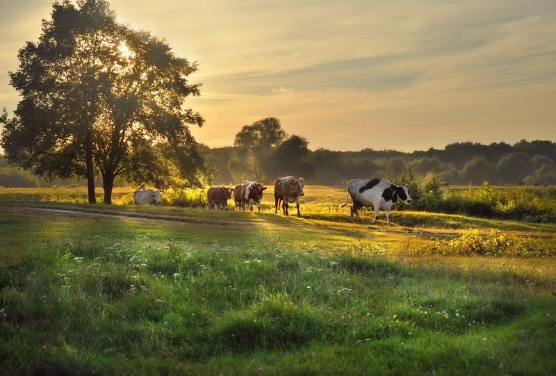 На согретых вечерним солнцем лугах фото превью
