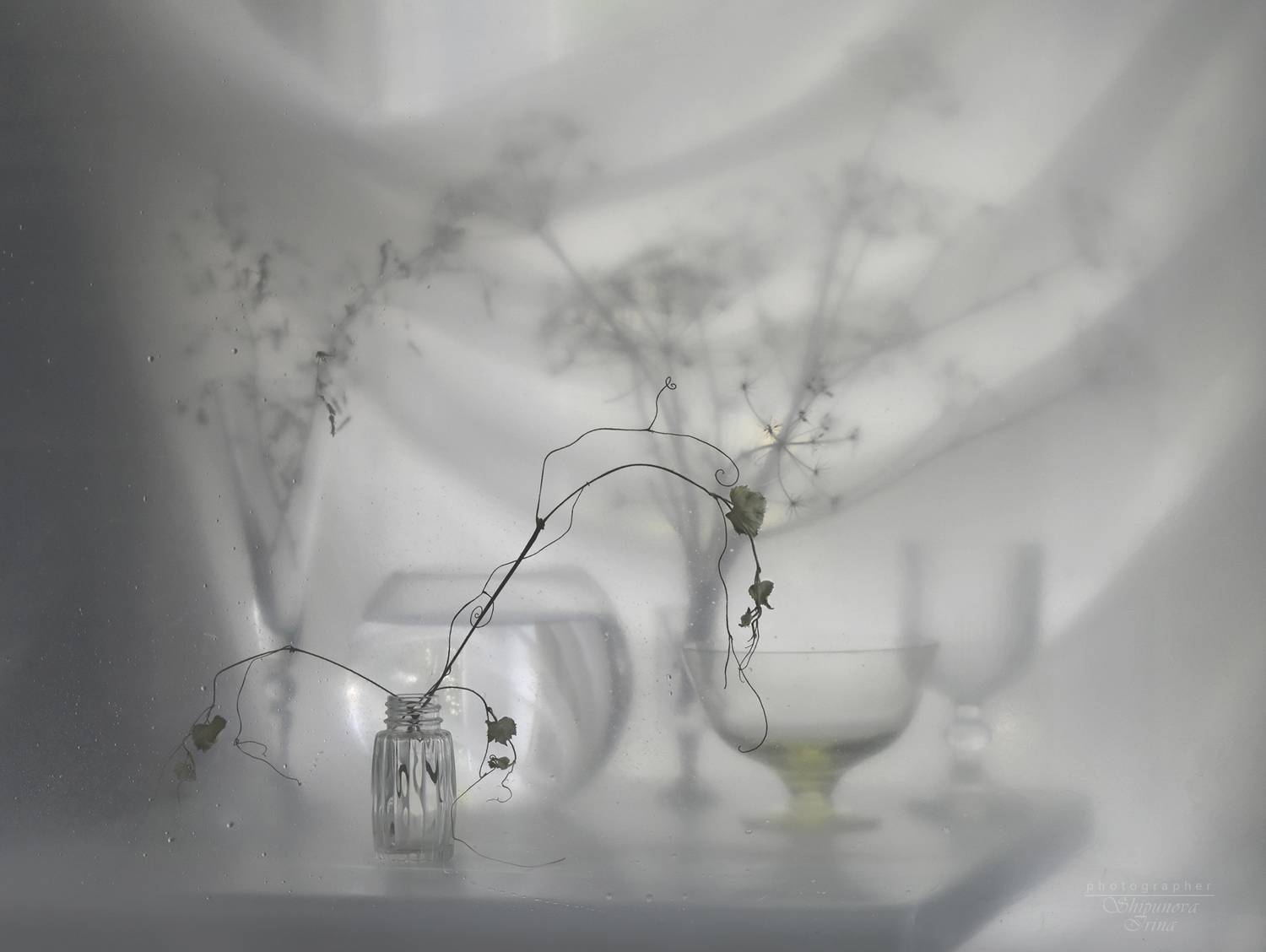 , Ирина Шипунова