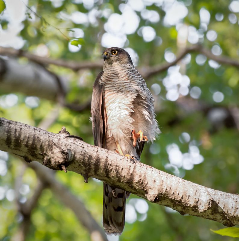 птица, хищник, ястреб, лес, ястребы. фото превью