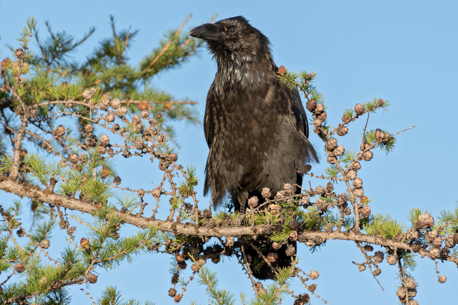 ворон,птицы,ямало-ненецкий ао., алексей овчинников