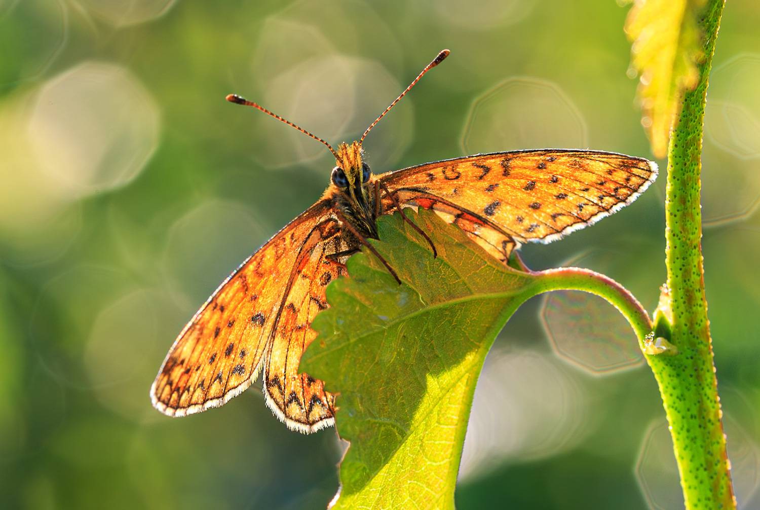 насекомые, бабочка, нимфалида, перламутровка, селена, август, лето, Борис Новиков