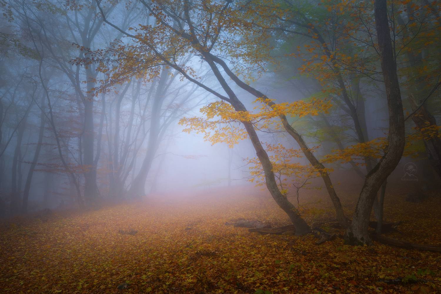 фототур по крыму, демерджи, туманный лес, Гордиенко Анатолий