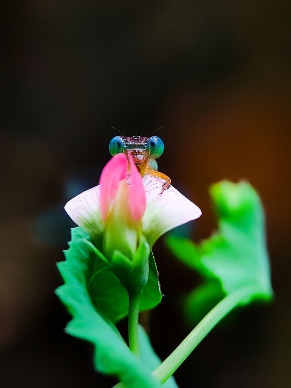 macro Macro фото превью