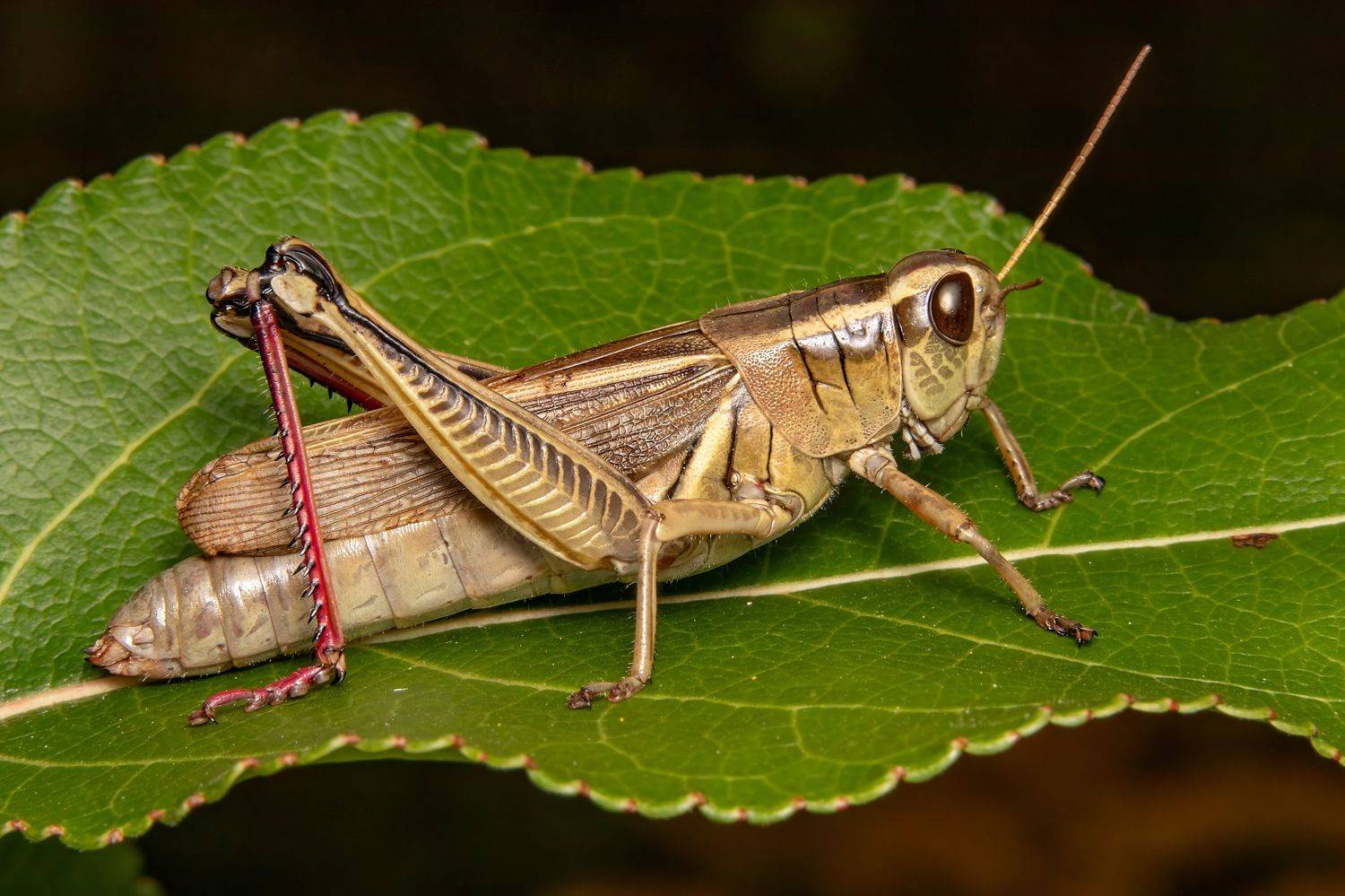 insect, insectphoto, insectimage, insectmacro, nature, cricket, enthomology, macrophoto, macrophotography, Stephane