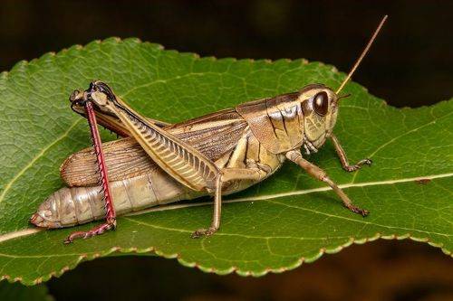 cricket on a leaf