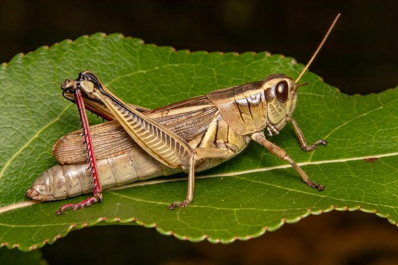 cricket on a leaf фото превью