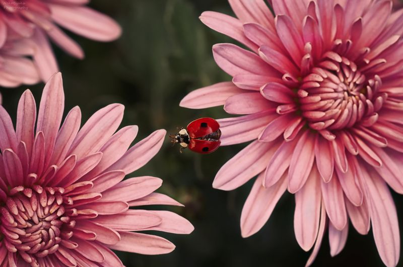 Цветочный мост фото превью