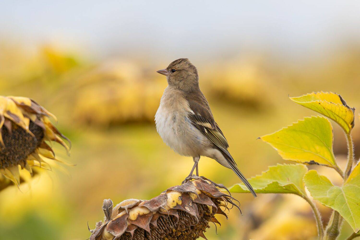 , Гильманов Артур