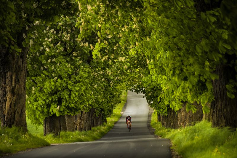 Chestnut alley фото превью