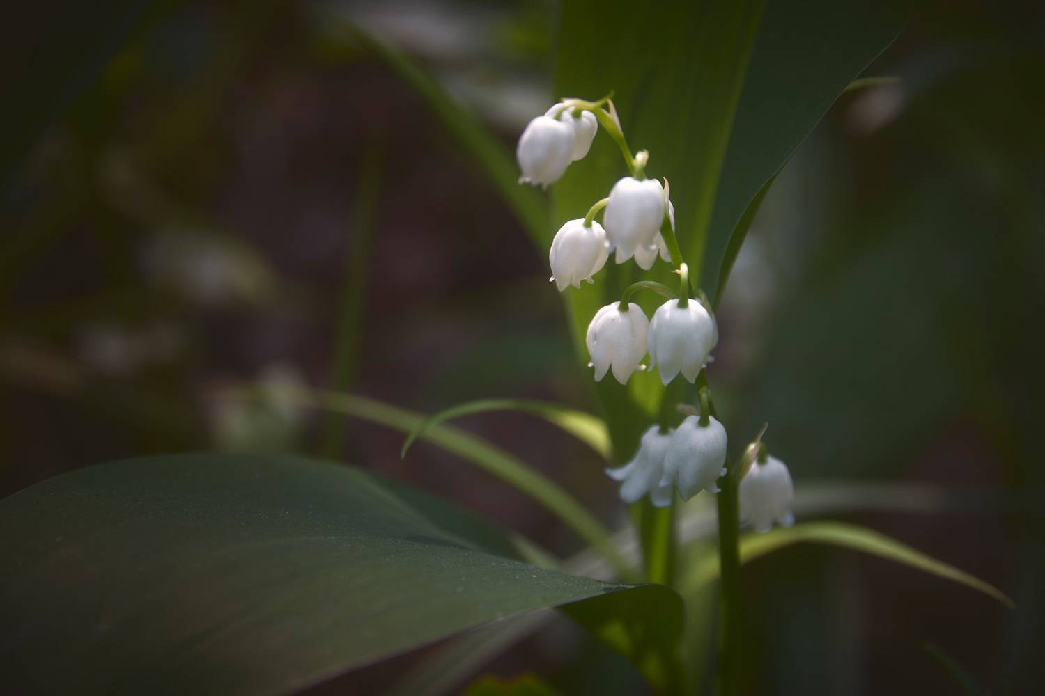 ландыши, лес, Валерий Вождаев