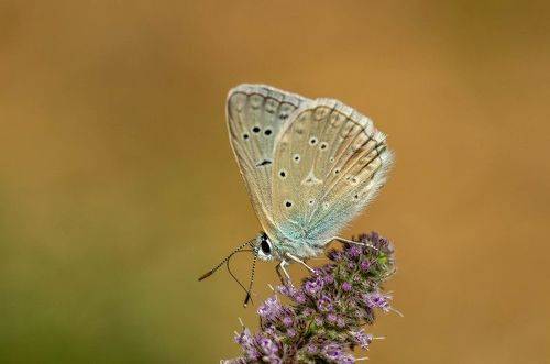 Polyommatus daphnis