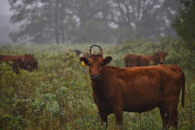 Утро в лесу фото превью
