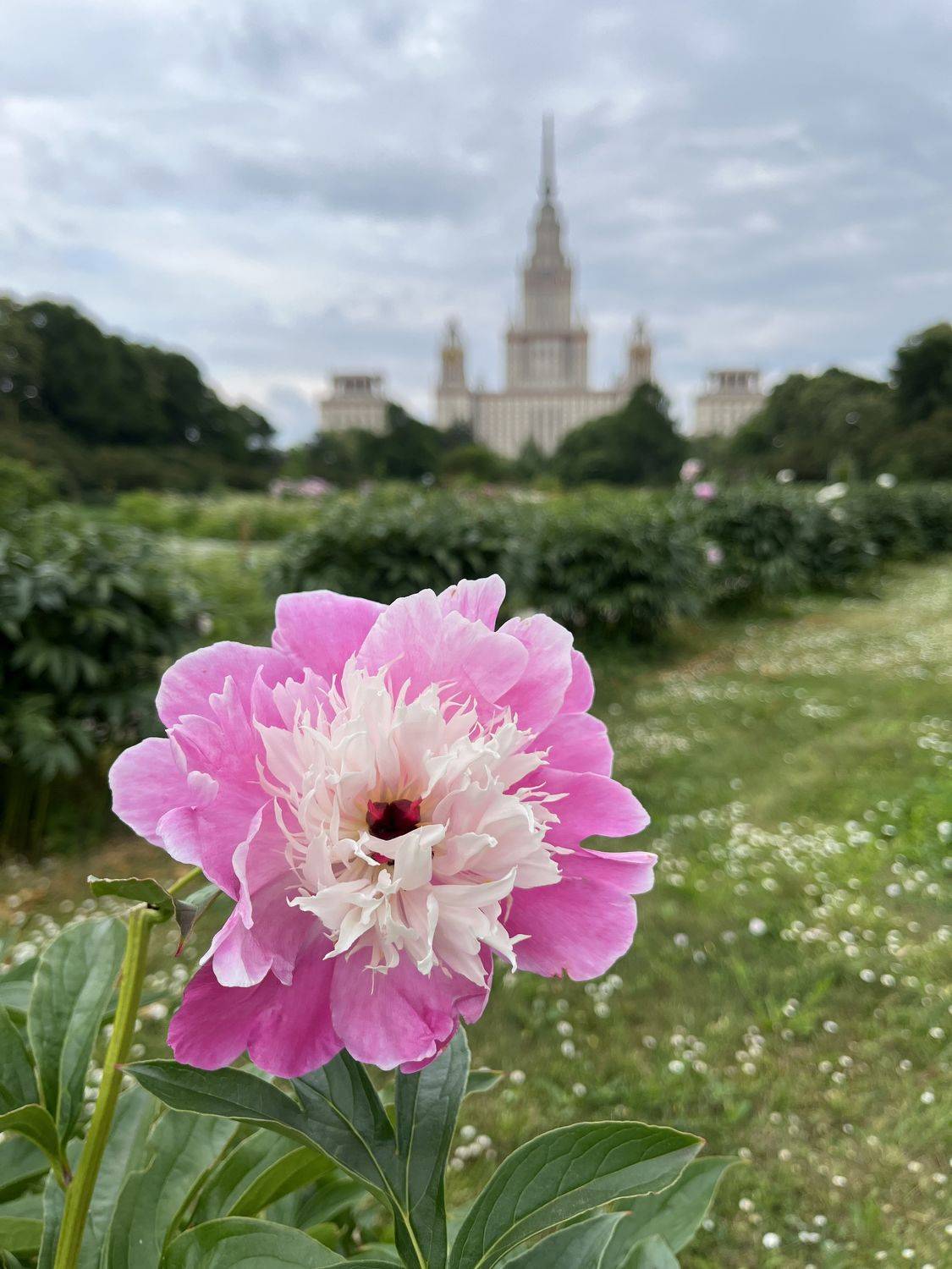 , Бравичева Анастасия
