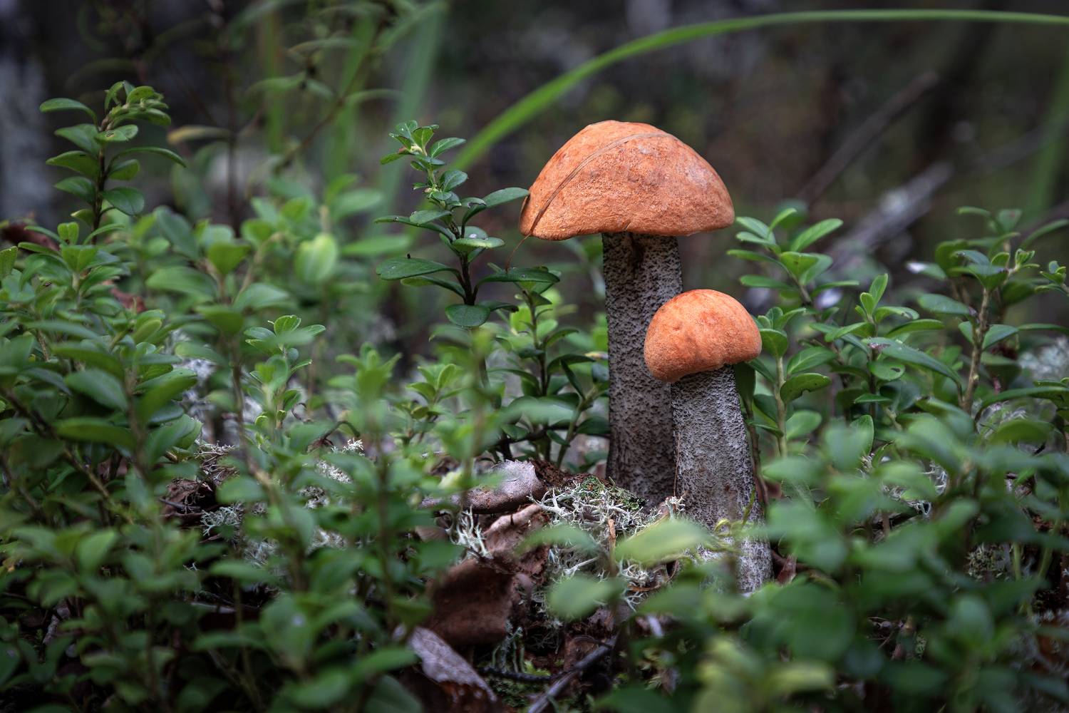Тверская область, Елена Гусева