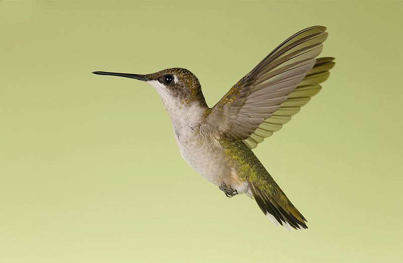 колибри,ruby-throated hummingbird, hummingbird Ruby-throated Hummingbird female. Magic in the Air фото превью