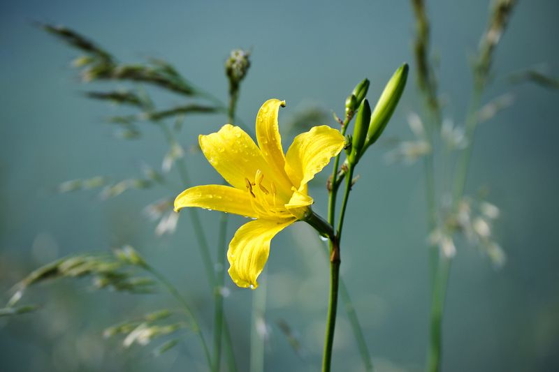 торгашинский хребет, красноярск Лето фото превью