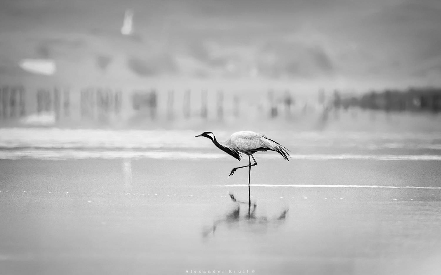 журавль, красавка, крым, Круль Александр