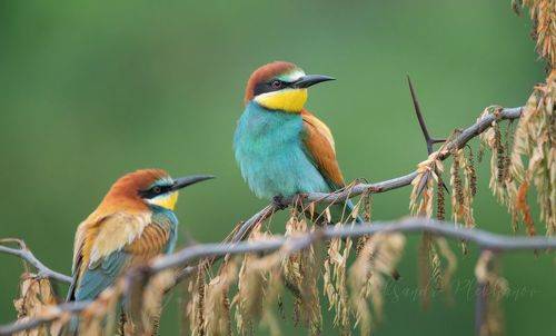 На сухой ветке сидели, на меня смотрели